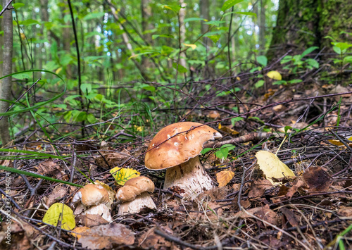 Three White boletus mushrooms in the forest under a tree.