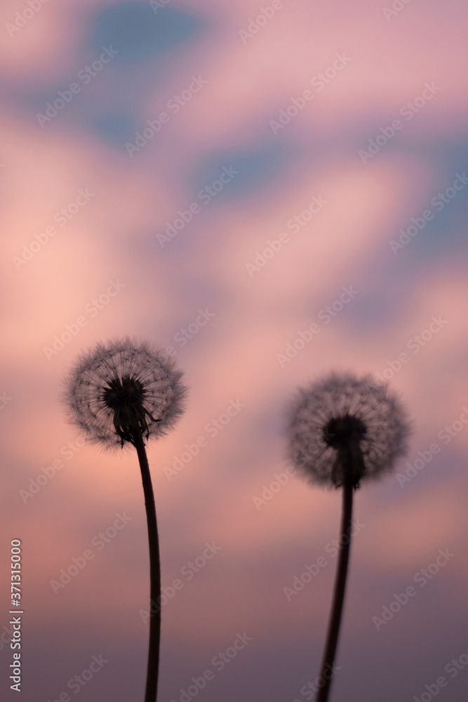 Dandelions with a beautiful sky in the background 
