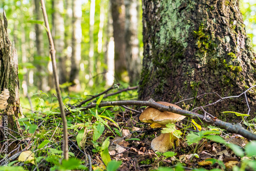 White mushroom boletus in the forest under a tree.