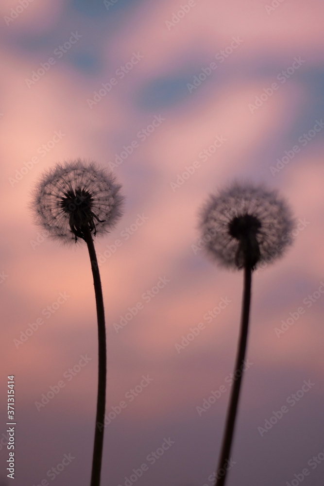 Dandelions with beautiful sky in the background