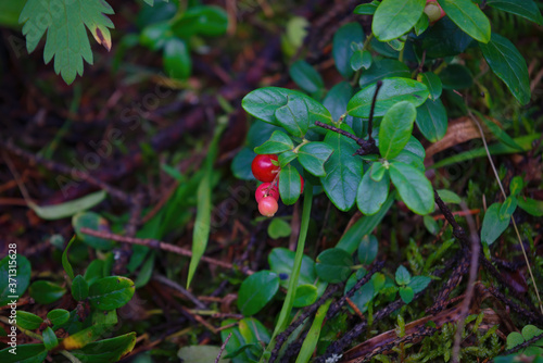 Ripe red berries of a lingonberry on a bush in the forest close-up.