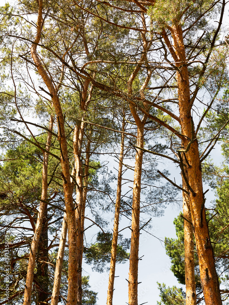 Fototapeta premium inside pine tree forest / coniferous forest