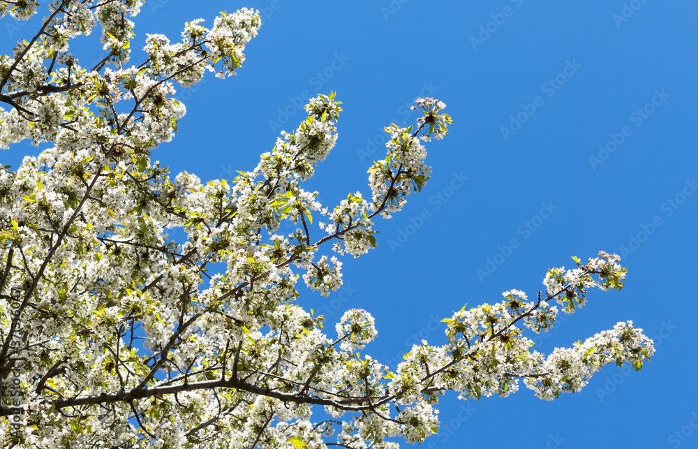 Beautiful spring branches of blossoming tree with white flowers on blue sky background with copy space for inscription Beautiful spring branches of blossoming tree with white flowers on blue sky background with copy space for inscription