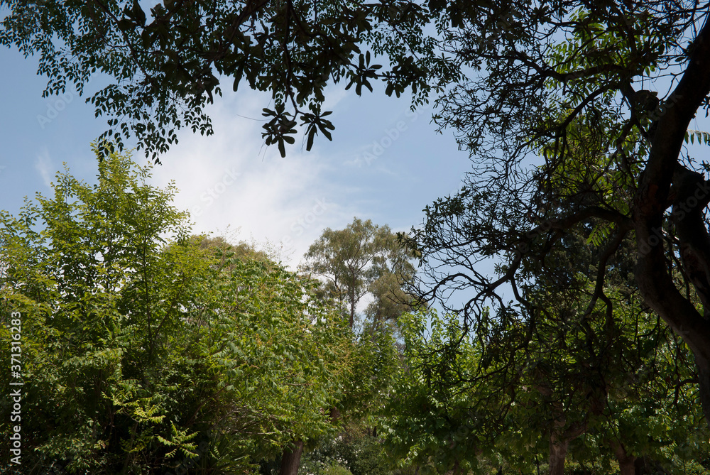 Pedion Areos park, Athens, Greece, May 2020: Into the forest