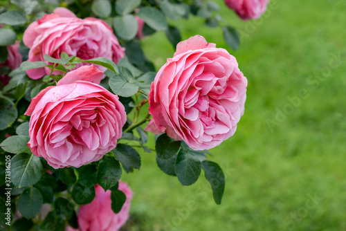 pink roses in garden photo