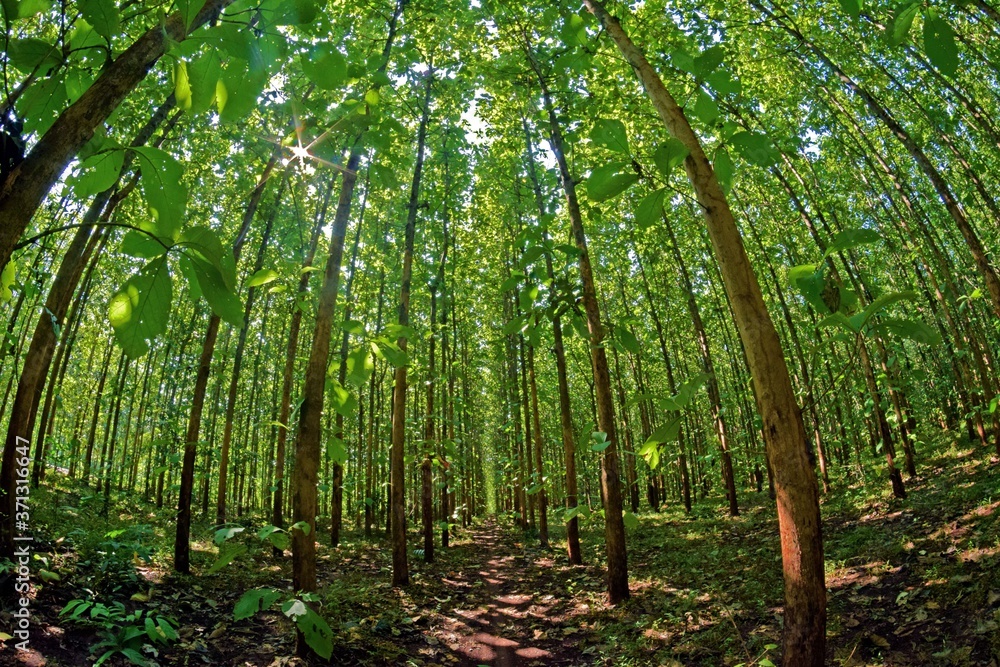 Teak forest - Green and lush teak trees in the forest Teak forest - Green and lush teak trees in the forest