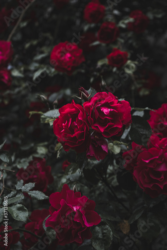 Wallpaper Mural Blumen aus Hallstadt / Österreich Torontodigital.ca