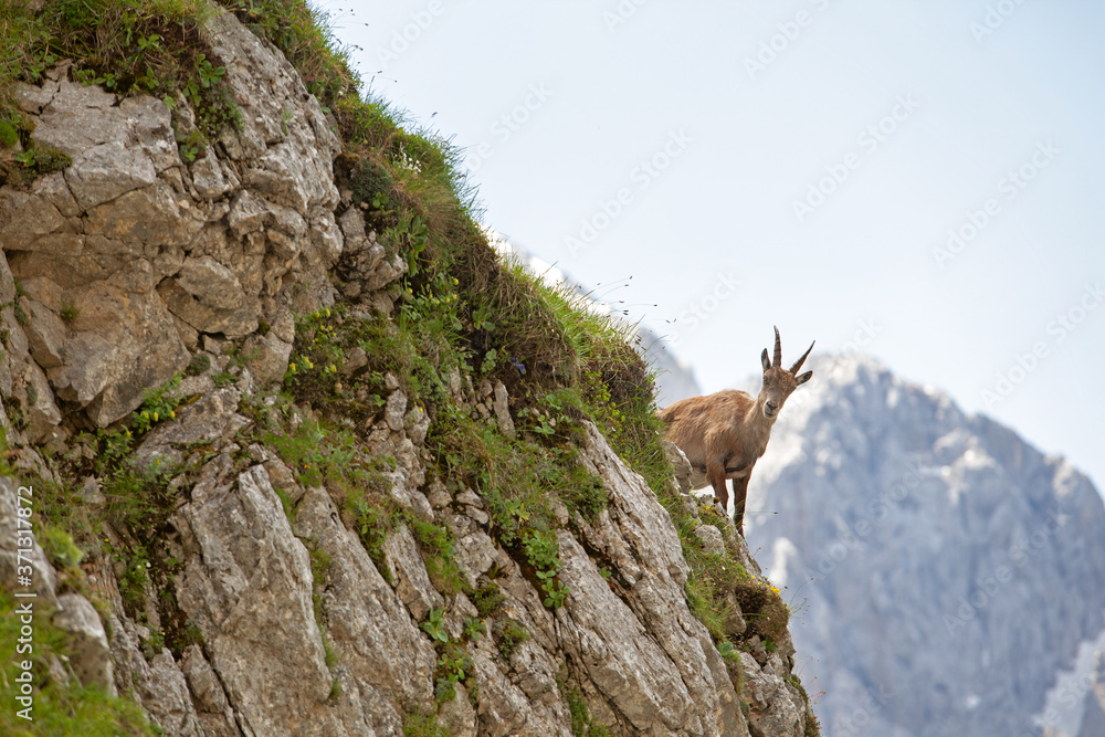 Ibex (Capra ibex) in the mountains. European wildlife nature. Walking in Slovenia. Get close to ibex. Nature in the Triglav National Park