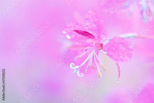 Pink fireweed flowers close up on an blur background