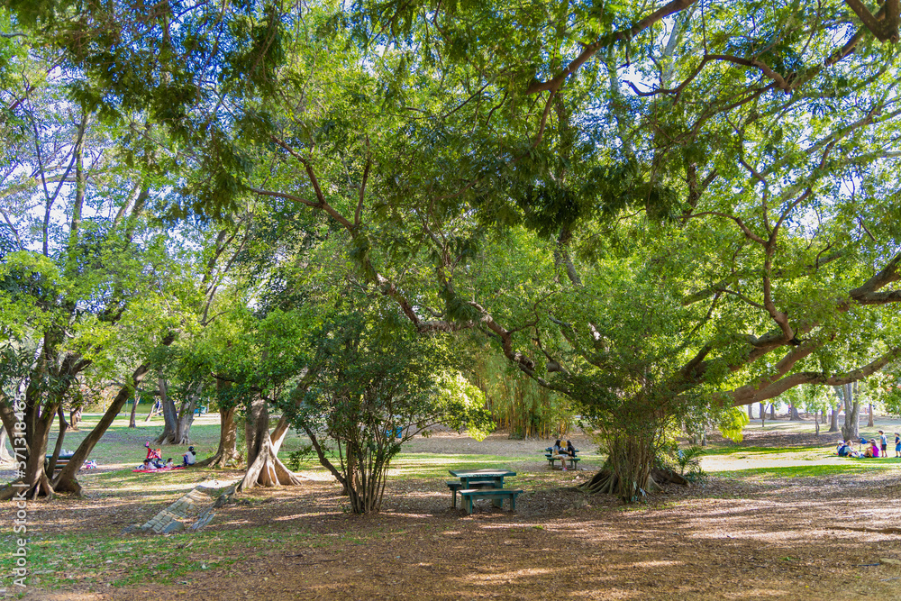 Parque do Ibirapuera em São Paulo, Brasil. Parte interna do parque com suas exuberantes árvores em um belo entardecer com céu azul. Parque do Ibirapuera em São Paulo, Brasil. Parte interna do parque com suas exuberantes árvores em um belo entardecer com céu azul.