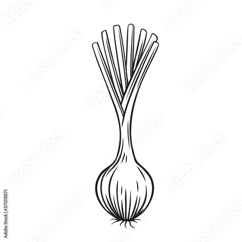 Bulb onion with green feathers