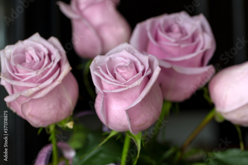 Delicate off-pink roses in soft color and blur style. Selective focus. To use as a background for creative design for birthday  Valentine s Day  wedding.