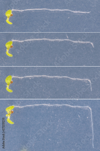 Plant Gravitropic Response; top to bottom: 0, 3, 7, 24 hours after plant had been turned by 90 degrees photo