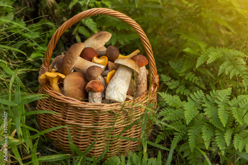 Edible mushrooms porcini in the wicker basket in green grass and fern leaves. Natural, forest, meadow