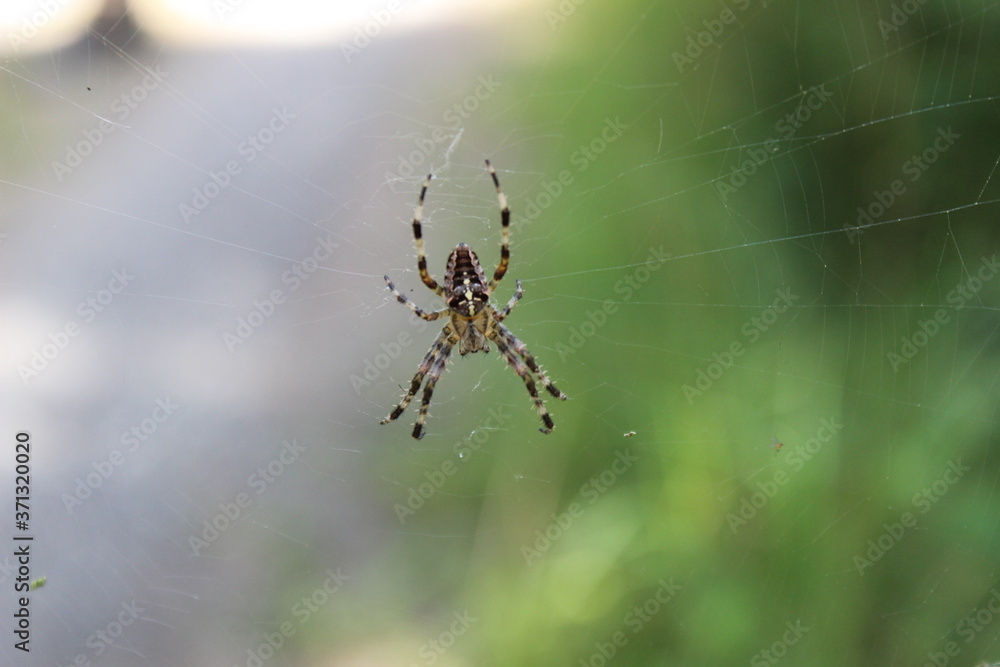 Spinne Spinne