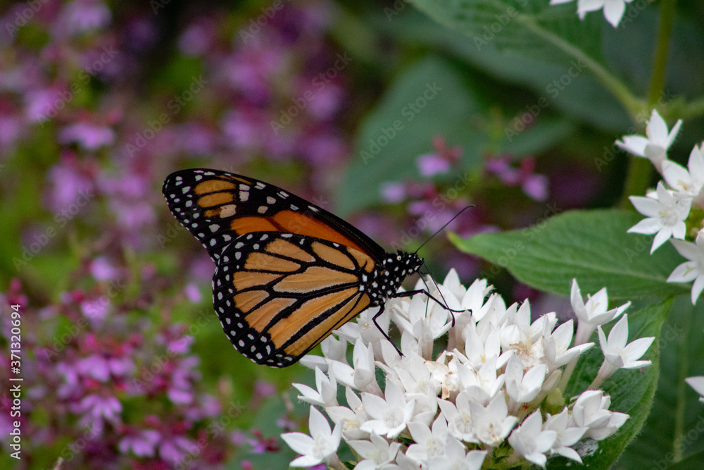 Fototapeta premium Monarch Butterfly. A monarch butterfly feeding on a white flower in springtime.
