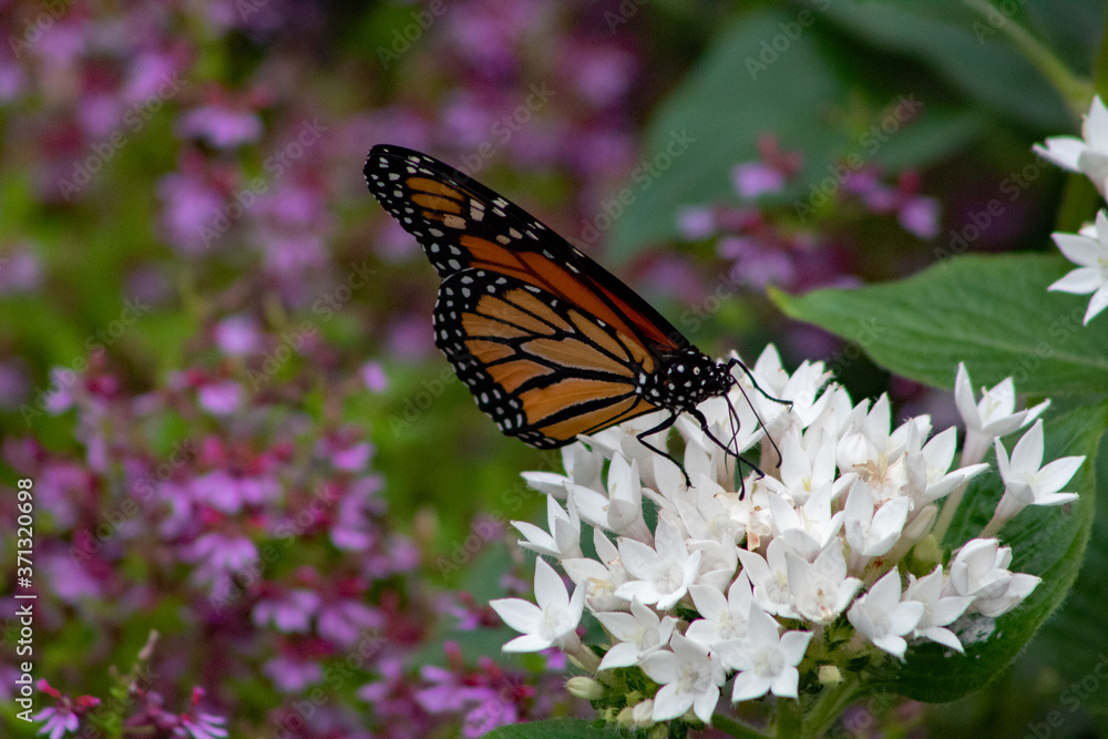 Monarch Butterfly. A monarch butterfly on a white flower. Monarch Butterfly. A monarch butterfly on a white flower.