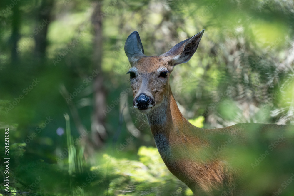 Deer looks at the camera while emerging out of a forest in Glacier National Park Deer looks at the camera while emerging out of a forest in Glacier National Park