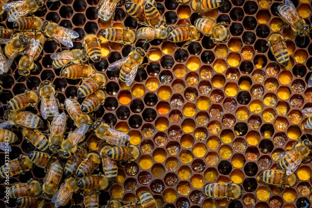  bees in the hive