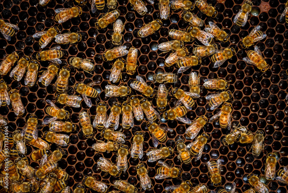 bees in the hive bees in the hive