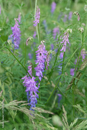 Forest plants bird Vech, wild vetch (Vicia cracca) in the grass in summer, macro photography, selective focus.