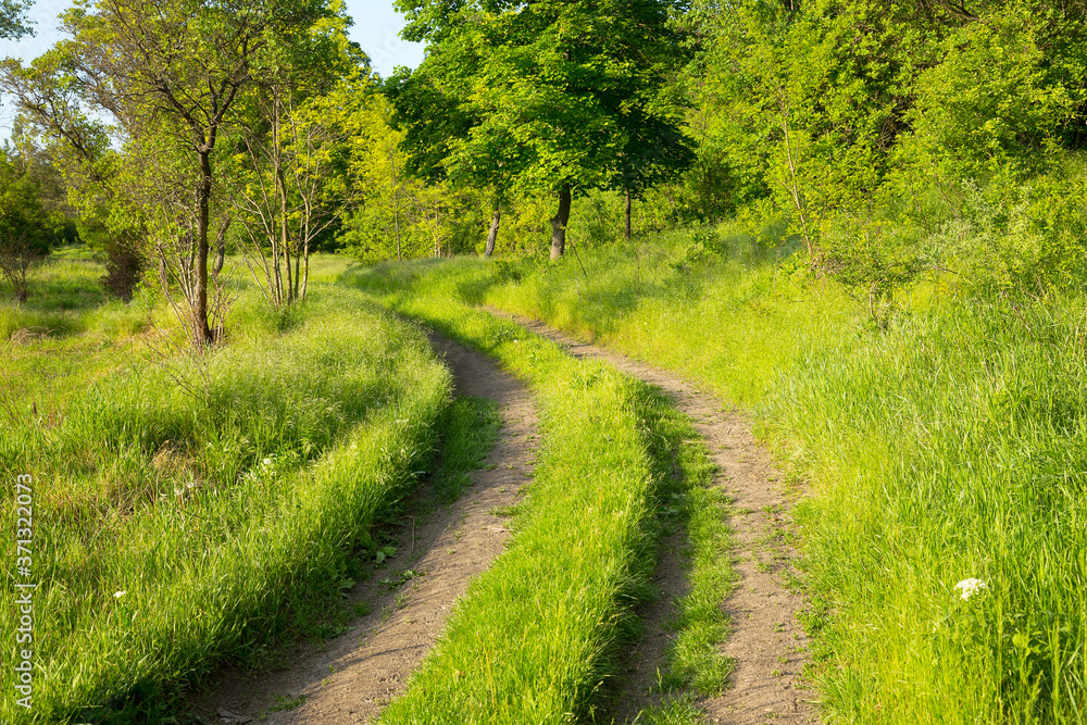 Beautiful summer landscape country road. Road, overgrown with lush green grass stretches into distance forest. Attractive forest landscapes. As background for calendars, cards, any your projects.