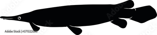 Gar 