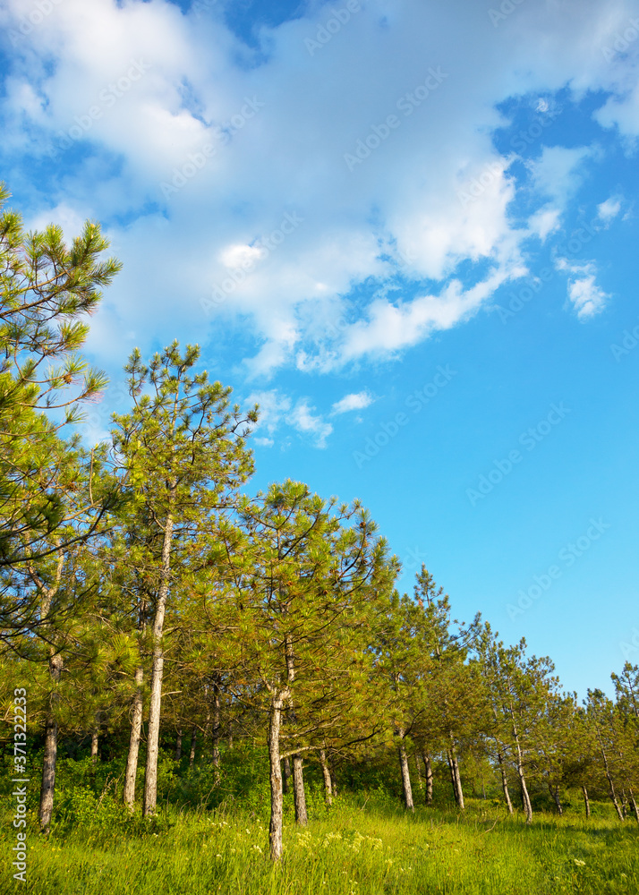 Beautiful summer landscape of pine forest. Young pines against the blue of the sky. Attractive forest landscapes. As background for calendars, cards, any your projects. Beautiful summer landscape of pine forest. Young pines against the blue of the sky. Attractive forest landscapes. As background for calendars, cards, any your projects.