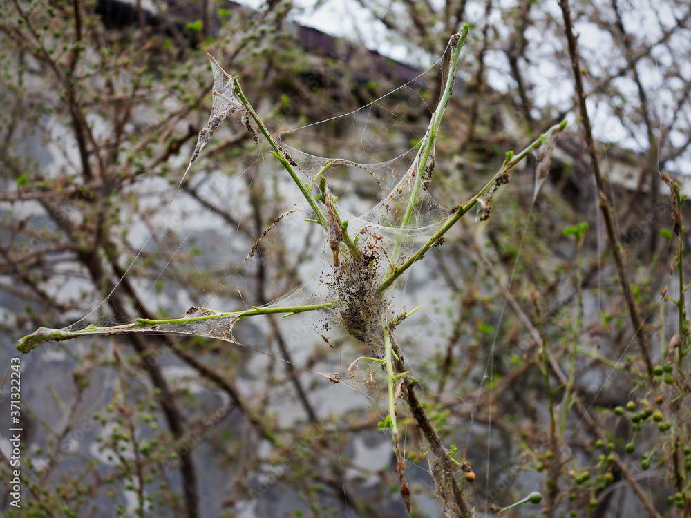 Branches of a cherry tree damaged by larvae of pests. Trees are covered