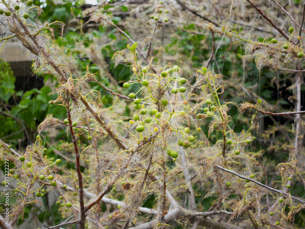 Branches of a cherry tree damaged by larvae of pests. Trees are covered
