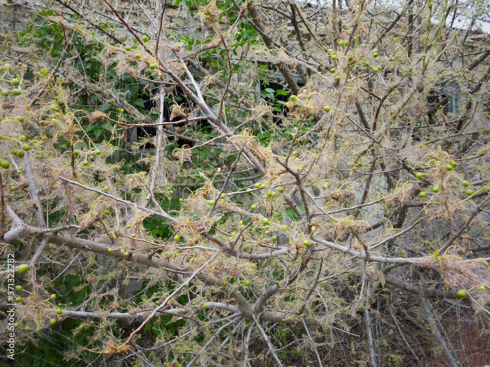 Branches of a cherry tree damaged by larvae of pests. Trees are covered webs and cocoons with caterpillars on the tree of cherry. Caterpillars ate all leaves on tree. Disease of plants Branches of a cherry tree damaged by larvae of pests. Trees are covered webs and cocoons with caterpillars on the tree of cherry. Caterpillars ate all leaves on tree. Disease of plants