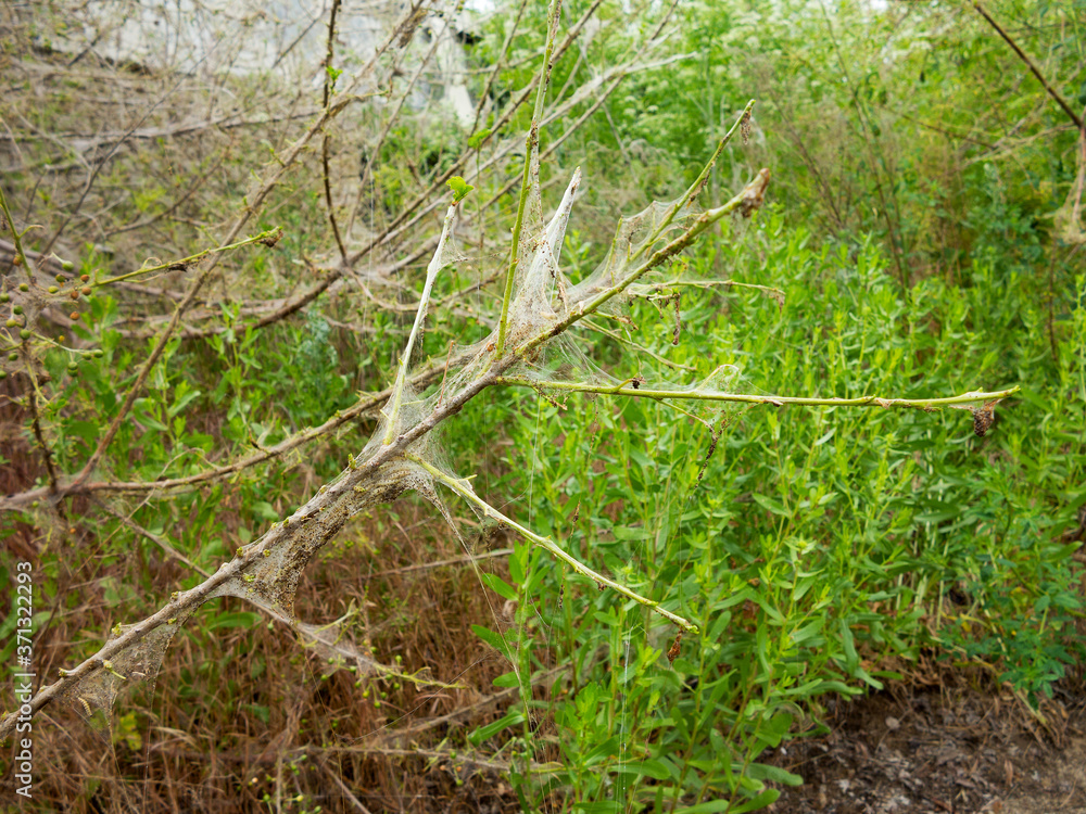 Branches of a cherry tree damaged by larvae of pests. Trees are covered