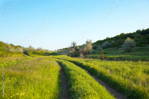 Beautiful summer landscape country road. Road, overgrown with lush green grass stretches into distance forest. Attractive forest landscapes. As background for calendars, cards, any your projects.