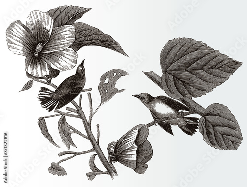 Male and female blue-winged warbler, vermivora cyanoptera sitting on plant stems, after an antique illustration from the 19th century