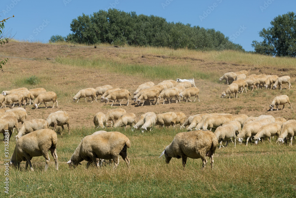 Sheep and goats graze on green grass in spring.