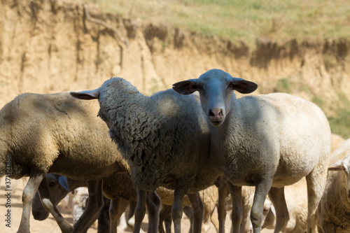 Sheep and goats graze on green grass in spring.