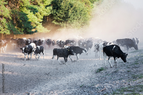Herd of black-and-white calves are on the road in the dust. Sunny summer day. In the production concept. Agriculture, animal. Breeding of cattle.