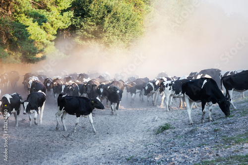Fototapeta Naklejka Na Ścianę i Meble -  Herd of black-and-white calves are on the road in the dust. Sunny summer day. In the production concept. Agriculture, animal. Breeding of cattle.