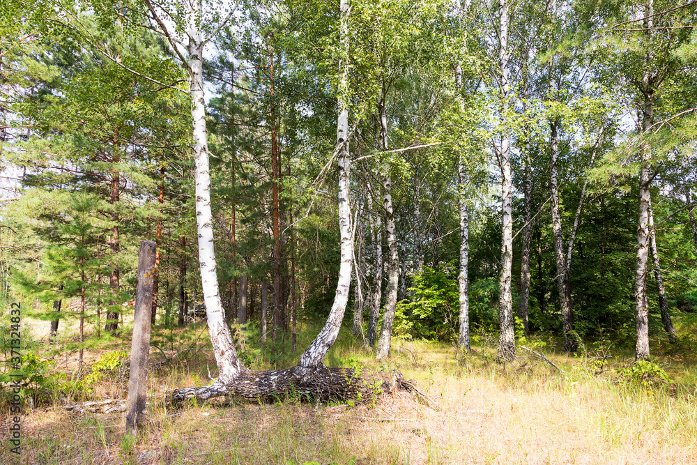 Obraz premium Mixed forest. Birch. Two fused birch trees in a mixed forest at summer Sunny day.