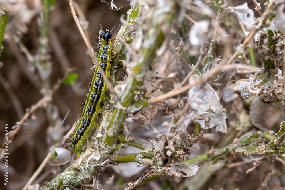 Fototapeta premium East Asian box hedge caterpillar eats its way through a box hedge, leaving a a shroud of webbing behind which it hides from predators. 