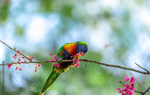 Fotografie A Rainbow lorikeet enjoys some fruit from a cherry blossom tree in spring