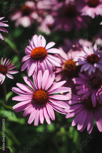 Echinacea purpurea. Beautiful natural background with pink flowers