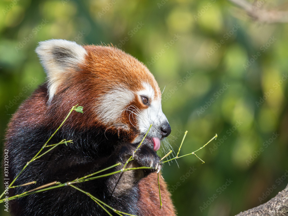 Obraz premium Red Panda