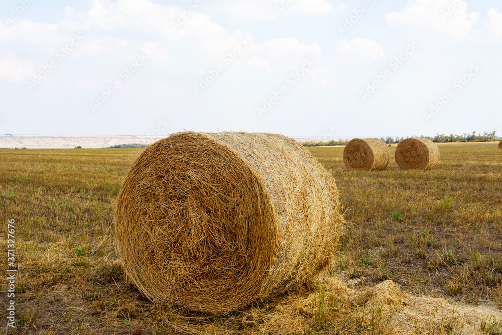 Field with hay bales. Bales straw left after wheat harvesting, shallow depth of field. Agricultural landscape Field with hay bales. Bales straw left after wheat harvesting, shallow depth of field. Agricultural landscape