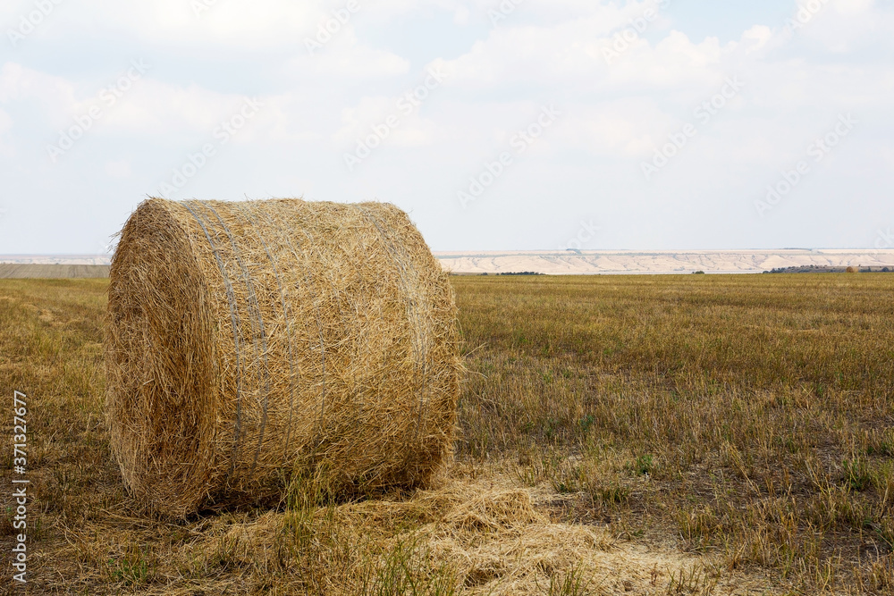 Field with hay bales. Bales straw left after wheat harvesting, shallow depth of field. Agricultural landscape