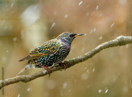 A starling perched on a branch during a snow storm, Salem, Oregon. Starlings are small to medium-sized passerine birds in the family Sturnidae.