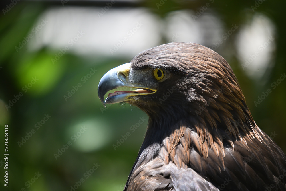 Obraz premium aguila real