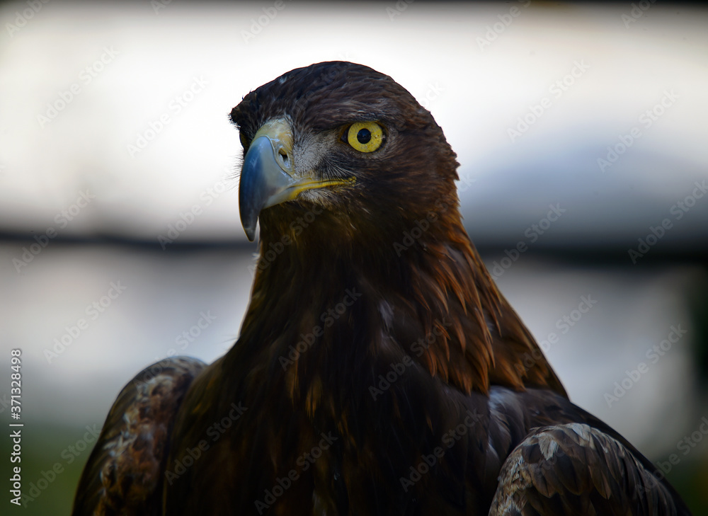 Fototapeta premium cabeza de aguila real