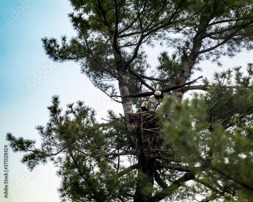 Bald Eagle off to Hunt for Eaglet