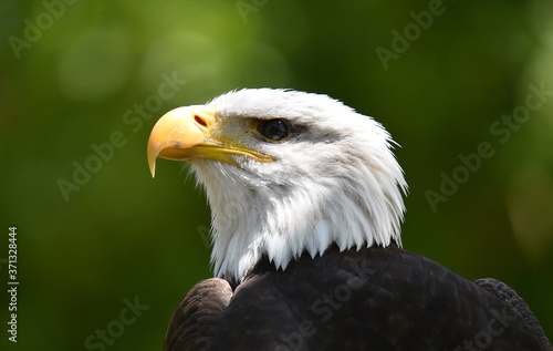 aguila calva americana